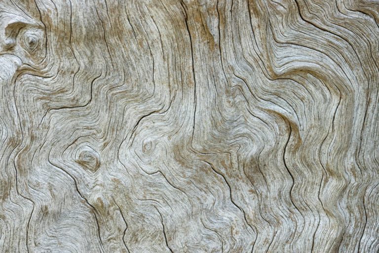 intelligence et beauté du dessin de la nature